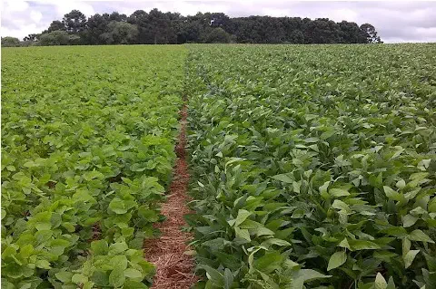 uma ampla lavoura de soja, dividida nitidamente em duas seções por uma estreita faixa de terra. A plantação à