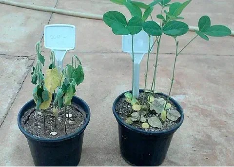 comparativo visual entre duas plantas em vasos, provavelmente parte de um experimento agrícola ou teste de