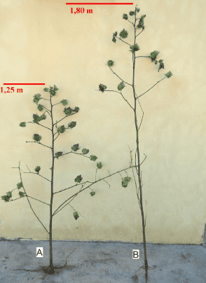 uma comparação visual entre duas plantas de algodão, identificadas como A e B, que foram arrancadas para análi