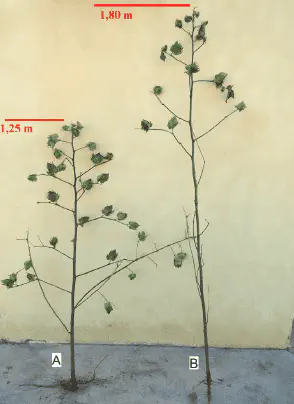 uma comparação visual entre duas plantas de algodão, identificadas como A e B, que foram arrancadas para análi
