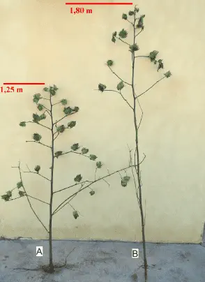 uma comparação visual entre duas plantas de algodão, identificadas como A e B, que foram arrancadas para análi