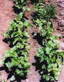 Competição de Plantas Daninhas com a Cultura Agrícola duas fileiras paralelas de uma cultura de hortaliças, possivelmente alface ou espinafre, plantadas em solo exp