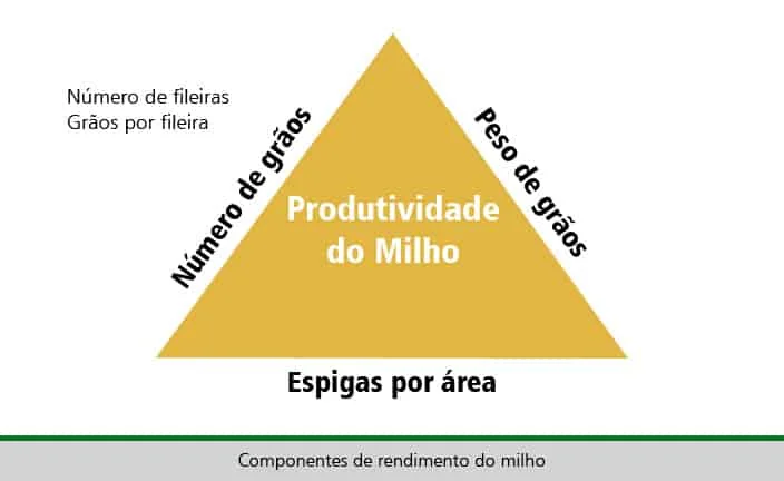 infográfico didático que ilustra os fatores determinantes da produtividade na cultura do milho. No centro de um