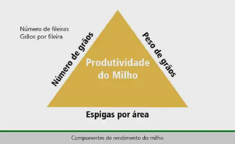 infográfico didático que ilustra os fatores determinantes da produtividade na cultura do milho. No centro de um