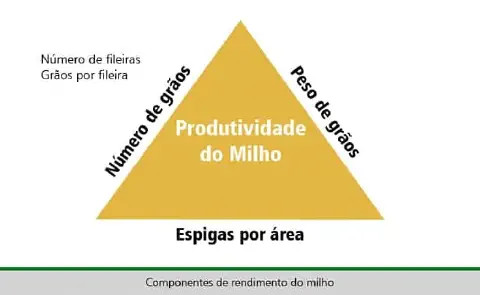 infográfico didático que ilustra os fatores determinantes da produtividade na cultura do milho. No centro de um