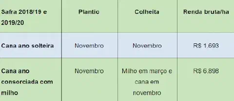 uma tabela comparativa que analisa duas estratégias de cultivo para a cana-de-açúcar durante as safras de 2018