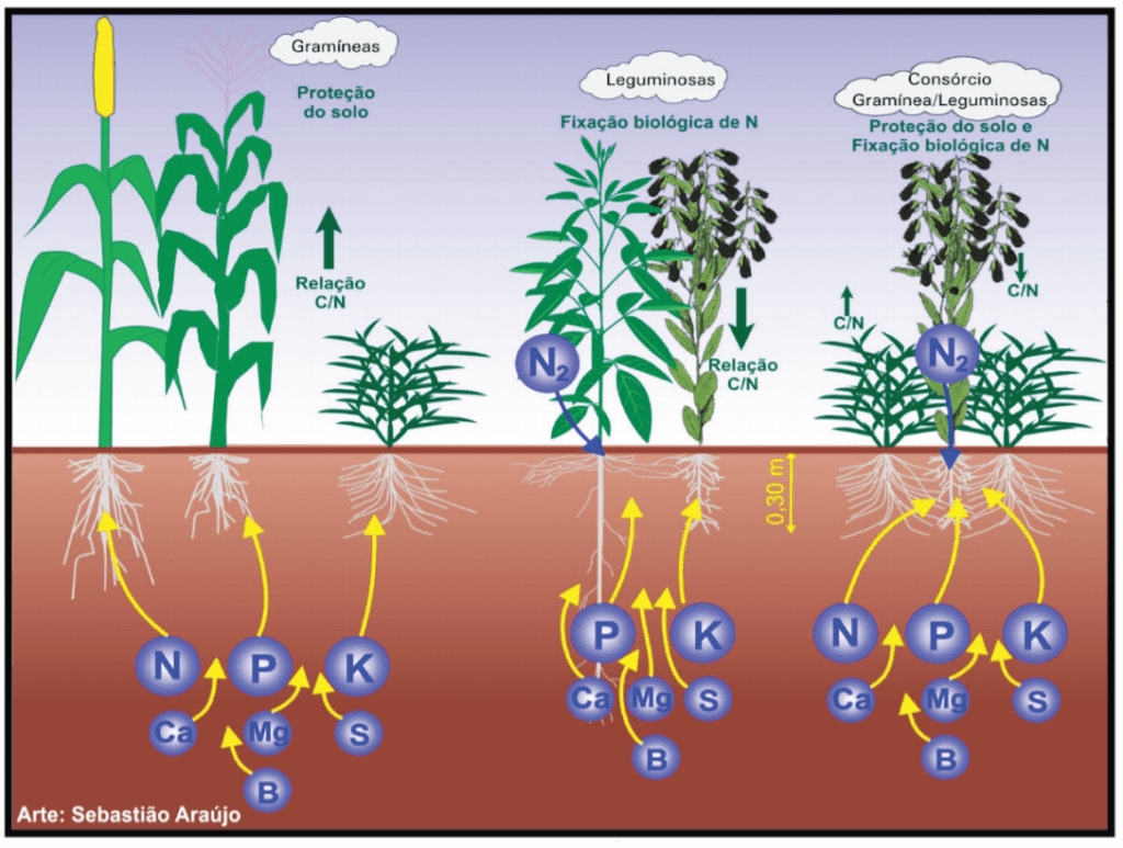 infográfico educativo que compara três sistemas de cultivo: monocultura de gramíneas (representada pelo milho),