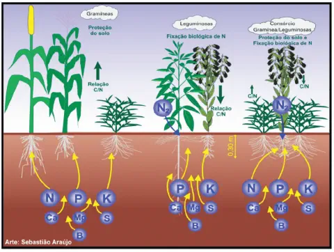 infográfico educativo que compara três sistemas de cultivo: monocultura de gramíneas (representada pelo milho),