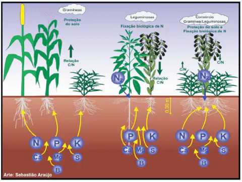 infográfico educativo que compara três sistemas de cultivo: monocultura de gramíneas (representada pelo milho),