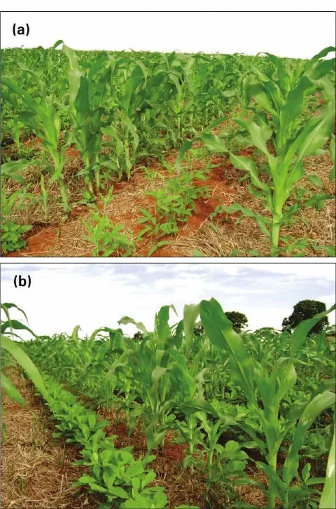 comparação visual dividida em duas partes, (a) e (b), que ilustram diferentes estratégias de manejo em uma lav
