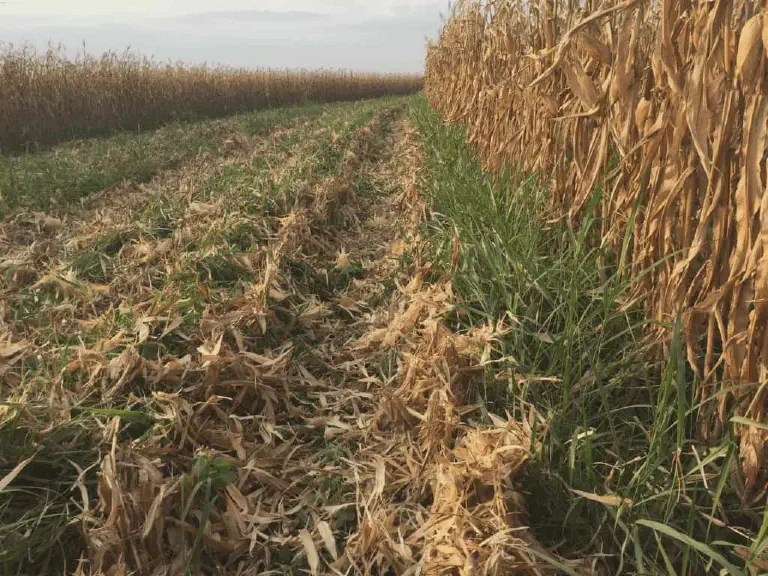 Consórcio de milho com braquiária