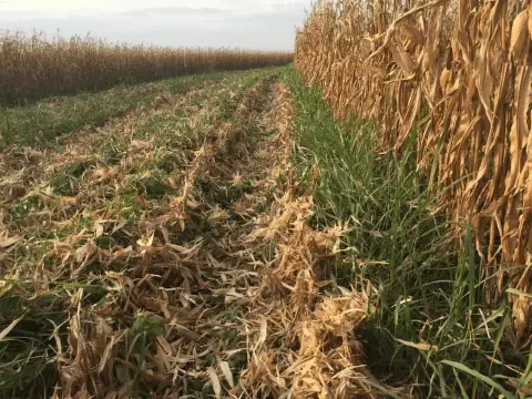 Consórcio de milho com braquiária