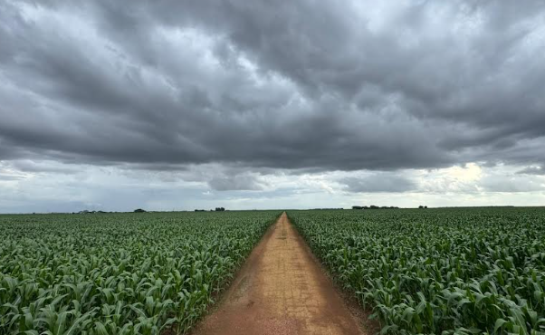 Área de produção de milho no Mato Grosso