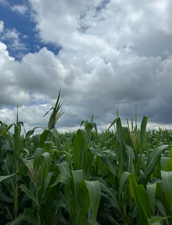 Manejo da cultura do milho contra pragas e doenças no Mato Grosso