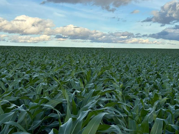 Manejo integrado e monitoramento de talhão do milho em Piracicaba