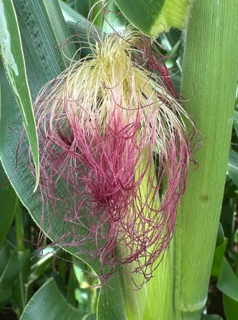Monitoramento de talhão do milho em Piracicaba