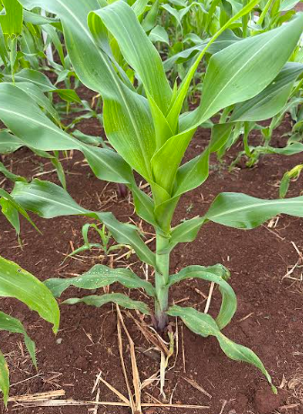 Lavoura de milho sem estresse abiótico ou biótico em Piracicaba