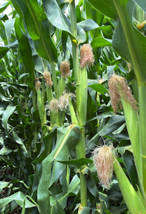 Lavoura de milho em Piracicaba