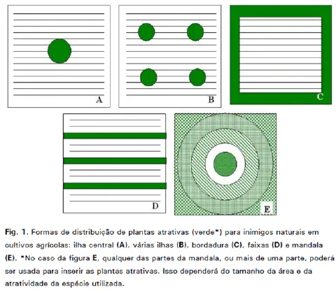 infográfico técnico que ilustra cinco diferentes estratégias para a distribuição espacial de plantas atrativas