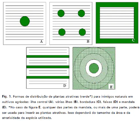 infográfico técnico que ilustra cinco diferentes estratégias para a distribuição espacial de plantas atrativas