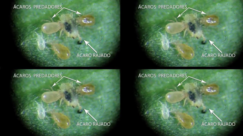 composição de quatro painéis idênticos que exibem uma visão microscópica de uma interação biológica em uma sup