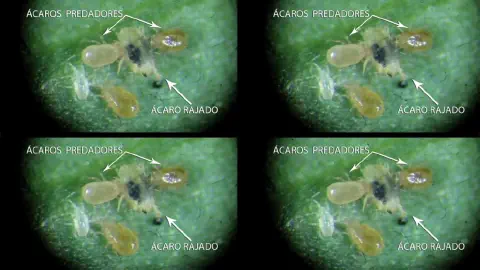 composição de quatro painéis idênticos que exibem uma visão microscópica de uma interação biológica em uma sup