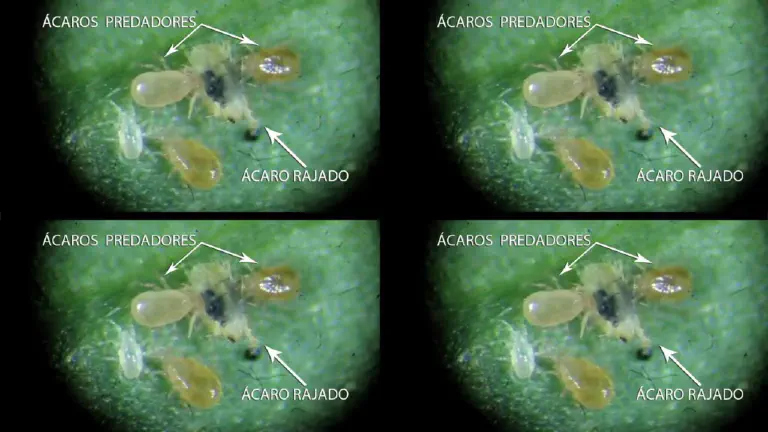 Controle Biológico: Ácaro Predador vs. Ácaro Rajado composição de quatro painéis idênticos que exibem uma visão microscópica de uma interação biológica em uma sup