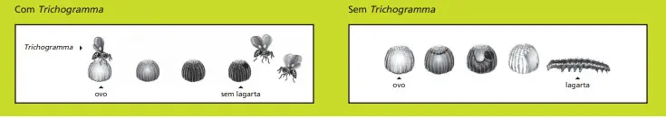 infográfico comparativo que ilustra o mecanismo de controle biológico de pragas utilizando a vespa parasitoide