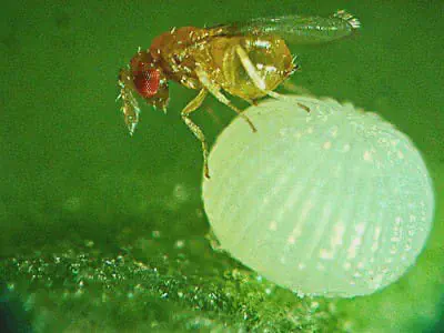 fotografia macro que exibe um momento chave do controle biológico. Em destaque, uma pequena vespa parasitoide, provavelmente do gênero Trichogramma, está sobre um ovo de praga.