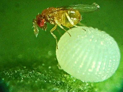 fotografia macro que exibe um momento chave do controle biológico. Em destaque, uma pequena vespa parasitoide, provavelmente do gênero Trichogramma, está sobre um ovo de praga.