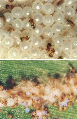 composição de duas fotografias macro que ilustram o processo de controle biológico de pragas. O painel superio