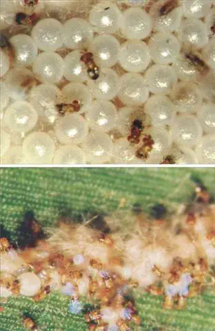 composição de duas fotografias macro que ilustram o processo de controle biológico de pragas