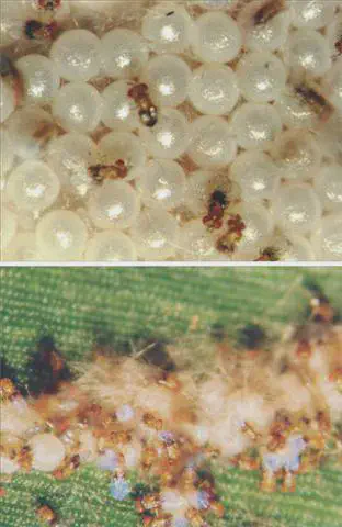 composição de duas fotografias macro que ilustram o processo de controle biológico de pragas