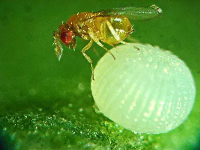 Foto macro mostrando uma pequena vespa Trichogramma parasitando um ovo de praga em uma folha.