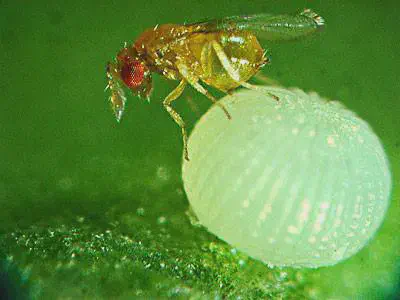 Foto macro mostrando uma pequena vespa Trichogramma parasitando um ovo de praga em uma folha.