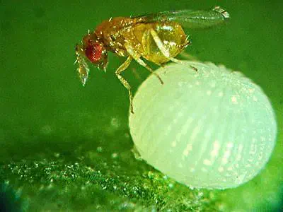 Foto macro mostrando uma pequena vespa Trichogramma parasitando um ovo de praga em uma folha.