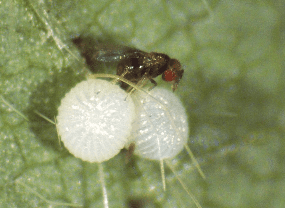 macrofotografia que captura um momento crucial do controle biológico na agricultura. Em destaque, uma pequena