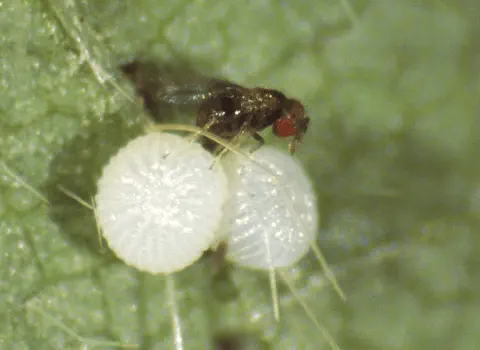 macrofotografia que captura um momento crucial do controle biológico na agricultura. Em destaque, uma pequena