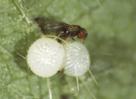 macrofotografia que captura um momento crucial do controle biológico na agricultura. Em destaque, uma pequena