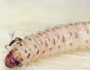 fotografia macro que captura um momento de controle biológico em ação. Em primeiro plano, vemos uma larva de c