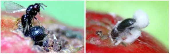 composição de duas fotografias macro que ilustram métodos de controle biológico da broca-do-café, uma praga si