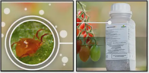 montagem dividida em dois painéis, projetada para ilustrar uma solução agrícola. No painel esquerdo, uma visão