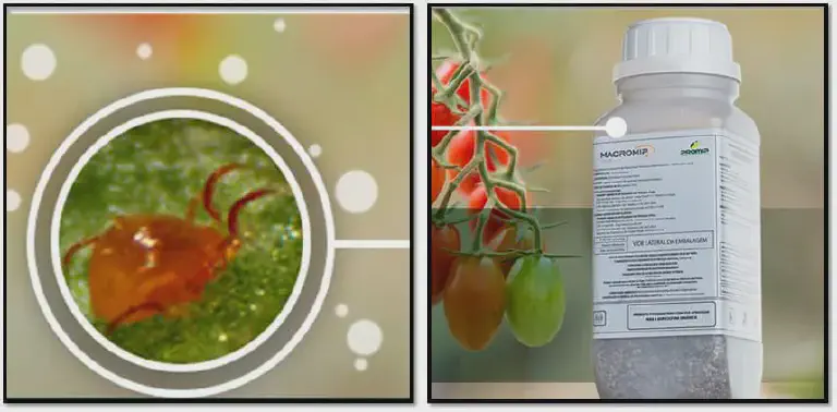 Controle Biológico de Ácaros na Cultura do Tomate com MACROMIP montagem dividida em dois painéis, projetada para ilustrar uma solução agrícola. No painel esquerdo, uma visão