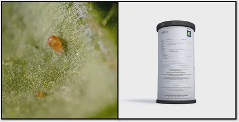 composição dividida em duas partes. À esquerda, uma fotografia macro de alta resolução exibe um ácaro-praga, d