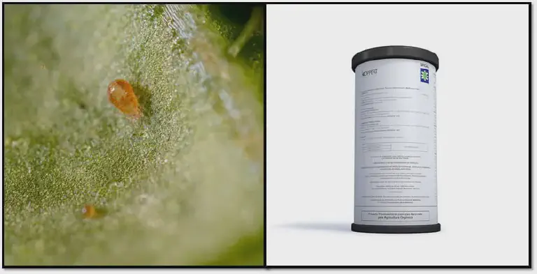 Controle Biológico de Ácaros na Lavoura: Conheça o SPICAL composição dividida em duas partes. À esquerda, uma fotografia macro de alta resolução exibe um ácaro-praga, d