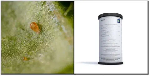 composição dividida em duas partes. À esquerda, uma fotografia macro de alta resolução exibe um ácaro-praga, d