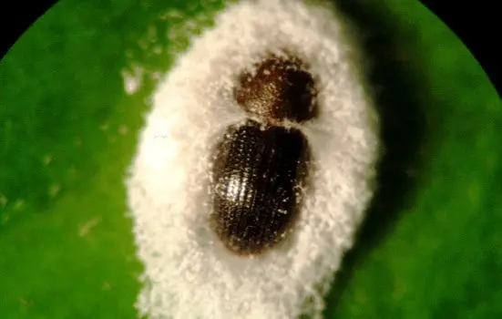 Esta imagem macroscópica exibe um exemplo claro de controle biológico em um ambiente agrícola. Em uma superfície verde, prova