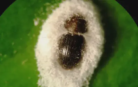 exemplo de controle biológico em um ambiente agrícola