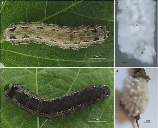 Indicação dos triângulos negros distribuídos por todo corpo de S. eridania Esta imagem composta, dividida em quatro painéis, ilustra de forma eficaz o processo de controle biológico de uma lagarta, pr