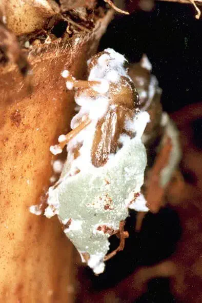 uma fotografia macro de um inseto, possivelmente uma praga agrícola, em processo de decomposição após ser infe